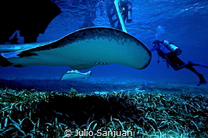 Stingray City. Nikonos V, 15mm, without strobe by Julio Sanjuan 